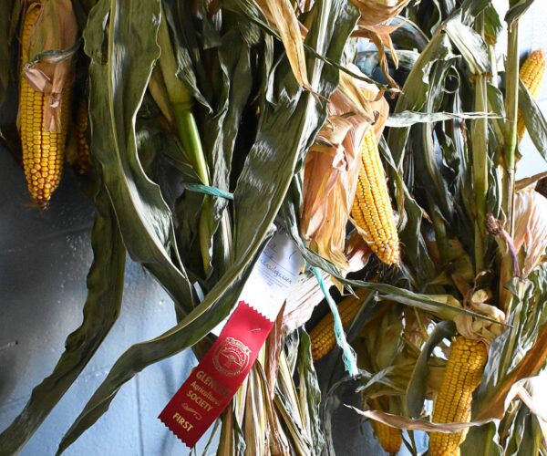 corn stalks corn stalks