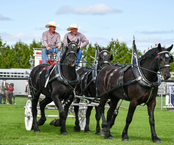 heavy horse heavy horse